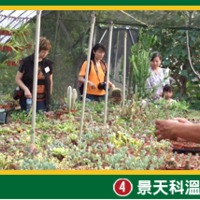 福祥仙人掌