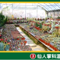 福祥仙人掌