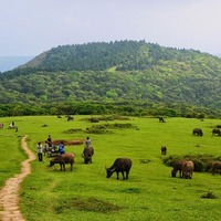 春訪擎天崗、石梯嶺牛氣逼人、頂山金光閃閃by CH的親子週遊記- 旅聯網