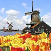 Amsterdam Combo: Keukenhof Gardens and Zaanse Schans Windmill Village