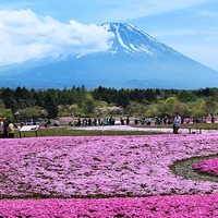 富士芝櫻祭(富士本栖湖渡假村)旅遊攝影技巧、景點、行程、遊記、機票 ...