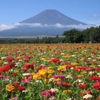山中湖花的都公園-推薦的旅遊景點| 山中湖村觀光課官方網站