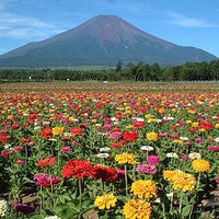 山中湖花的都公園-山中湖觀光協會正式主頁