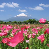 山中湖花的都公園-推薦的旅遊景點| 山中湖村觀光課官方網站