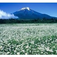 花之都公园景点观光攻略_花之都公园地址_花之都公园门票查询预订- 穷游网
