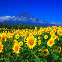 山中湖花之都公園的景點與交通資訊