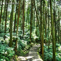 溪頭景點】不想回家了!溪頭最美森林浴@溪頭森林遊樂區@ 布拉妮妮問吧 ...