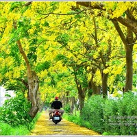 嘉義】朴子溪自行車道六腳段.阿勃勒黃金隧道-騎BIKE、散步都浪漫 ...