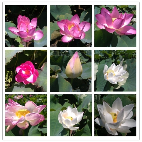 來去與觀音蓮花約會吧-2012桃園蓮花季