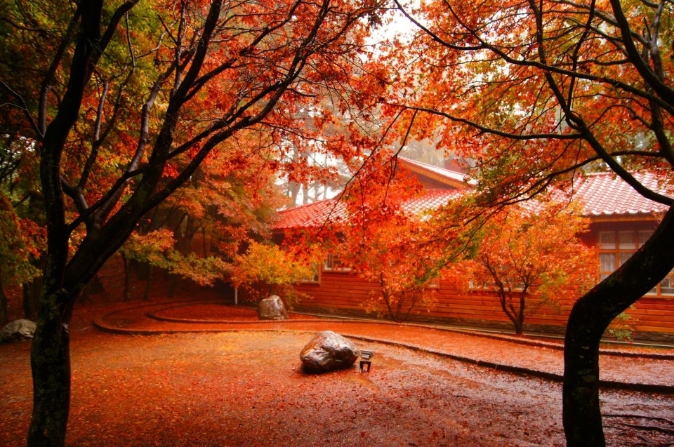 福壽山農場賞楓行程【2012台灣紅葉最前線】 