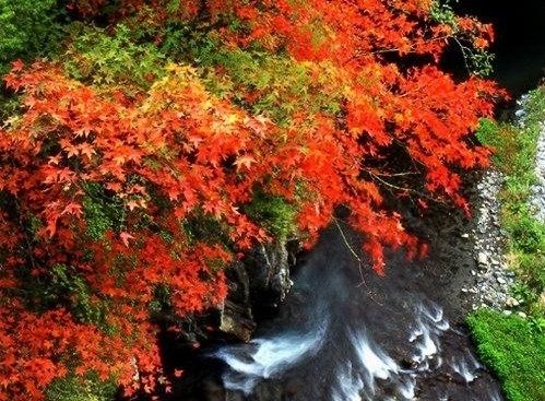 【2012紅葉前線】雪霸國家公園x武陵農場賞楓行程