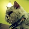 Miumiu Cats